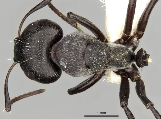 Camponotus foraminosus - CASENT0906878