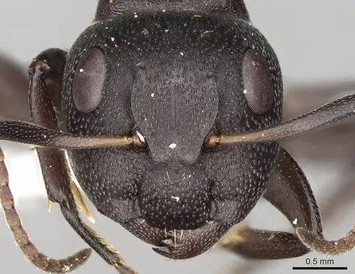 Camponotus foraminosus - CASENT0906878