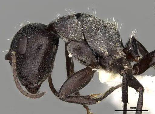 Camponotus foraminosus - CASENT0906878