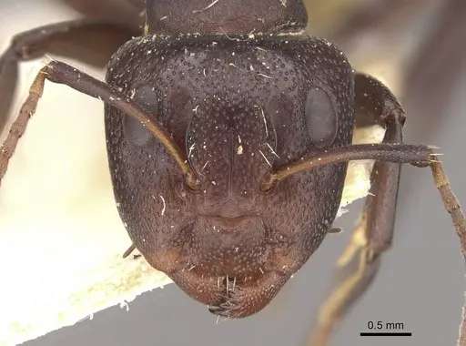 Camponotus foraminosus - CASENT0910477