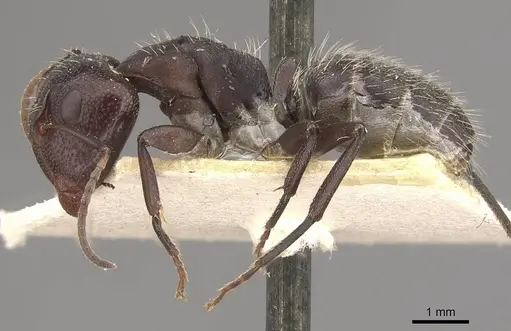 Camponotus foraminosus - CASENT0910477