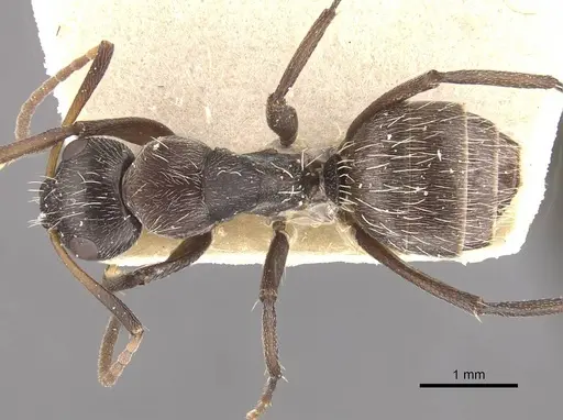 Camponotus foraminosus - CASENT0910478