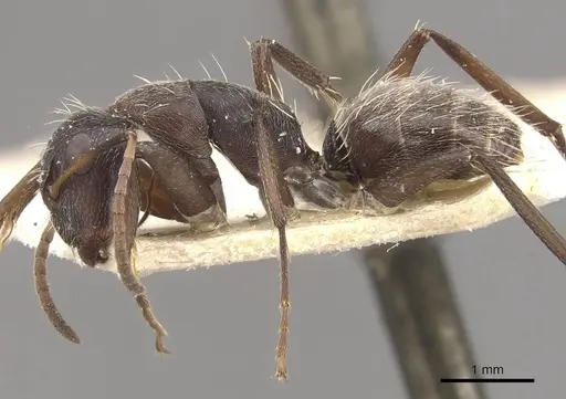 Camponotus foraminosus - CASENT0910478