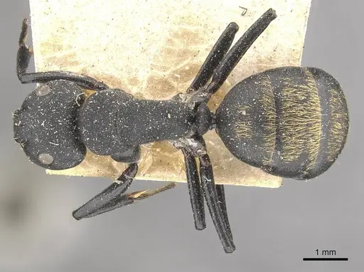 Camponotus foraminosus - CASENT0910479