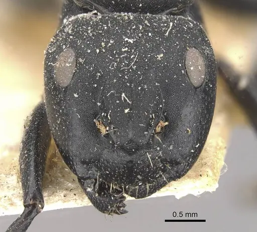 Camponotus foraminosus - CASENT0910479