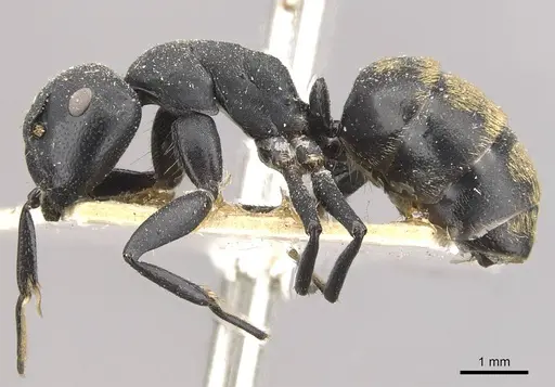 Camponotus foraminosus - CASENT0910479