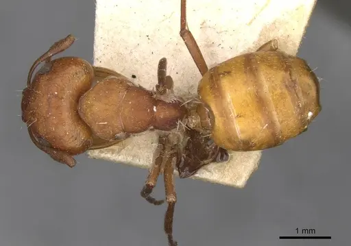 Camponotus foraminosus - CASENT0910501