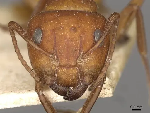 Camponotus foraminosus - CASENT0910501