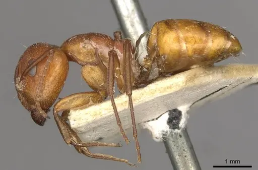 Camponotus foraminosus - CASENT0910501