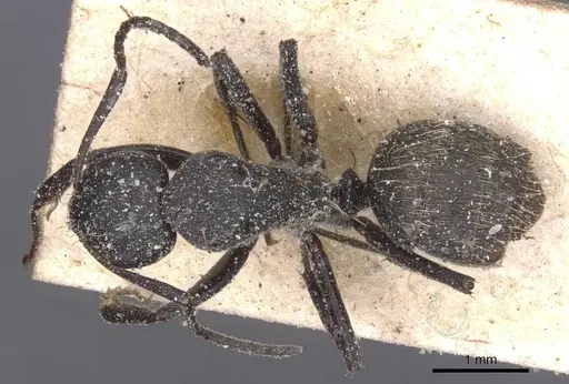 Camponotus foraminosus - CASENT0911835