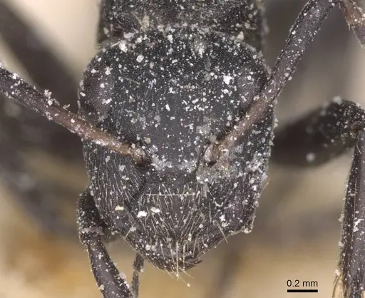 Camponotus foraminosus - CASENT0911835