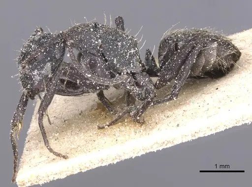 Camponotus foraminosus - CASENT0911835