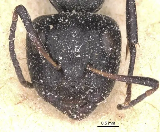 Camponotus foraminosus - CASENT0911836