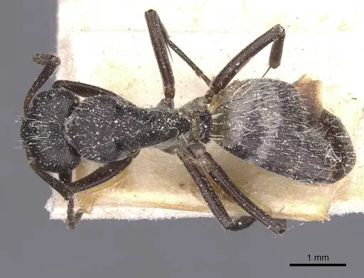 Camponotus foraminosus - CASENT0911837