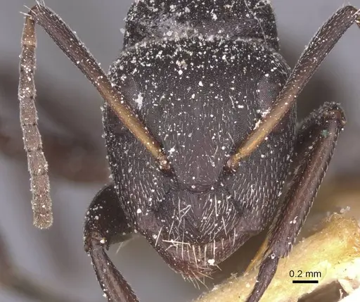 Camponotus foraminosus - CASENT0911837