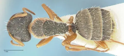 Camponotus foraminosus - FOCOL2316