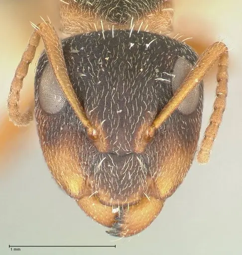 Camponotus foraminosus - FOCOL2316