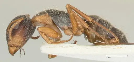 Camponotus foraminosus - FOCOL2316