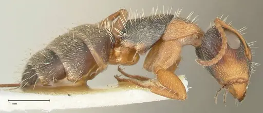 Camponotus foraminosus - FOCOL2316