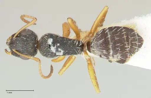 Camponotus foraminosus - FOCOL2317
