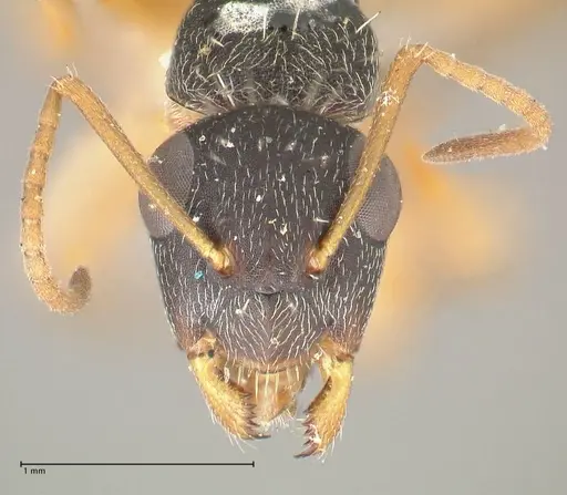 Camponotus foraminosus - FOCOL2317