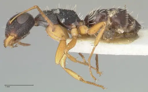 Camponotus foraminosus - FOCOL2317