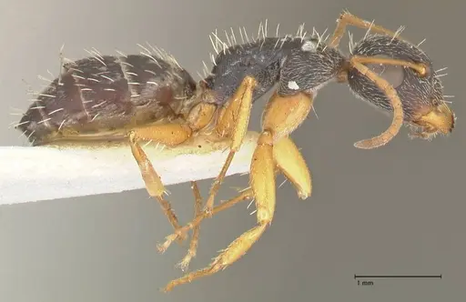 Camponotus foraminosus - FOCOL2317