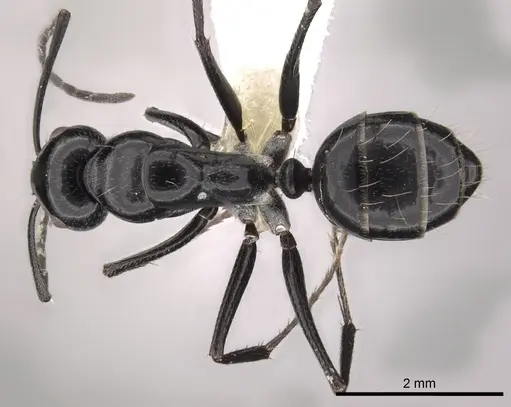 Camponotus foreli specimen