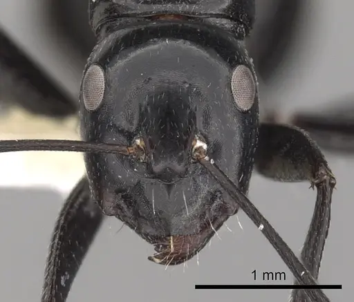 Camponotus foreli specimen