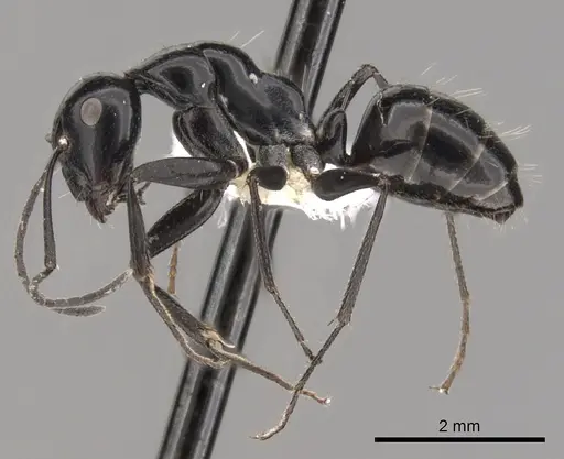 Camponotus foreli specimen