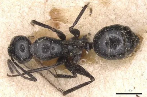 Camponotus foreli - CASENT0905348