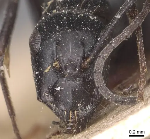 Camponotus foreli - CASENT0905348