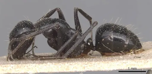 Camponotus foreli - CASENT0905348