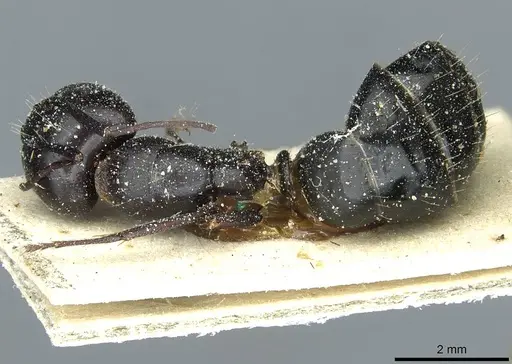 Camponotus foreli - CASENT0911942