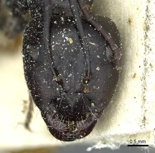 Camponotus foreli - CASENT0911942