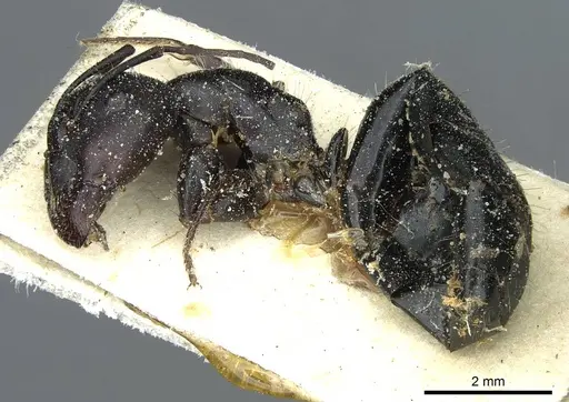 Camponotus foreli - CASENT0911942