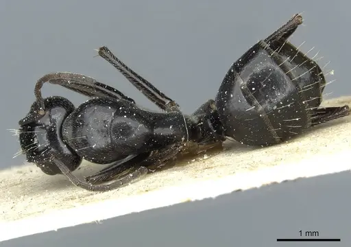 Camponotus foreli - CASENT0911943