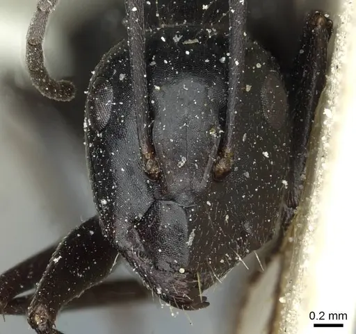 Camponotus foreli - CASENT0911943