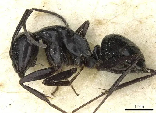 Camponotus foreli - CASENT0911943