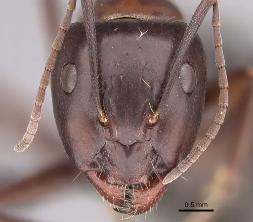 Camponotus foreli - KG01522-2