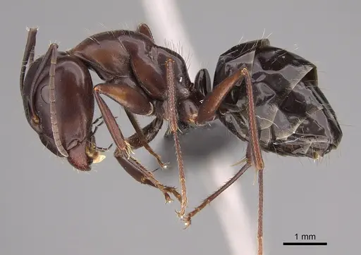 Camponotus foreli - KG01522-2