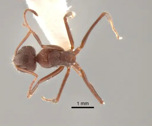 Camponotus formiciformis specimen