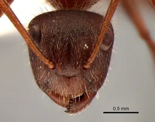 Camponotus formiciformis specimen