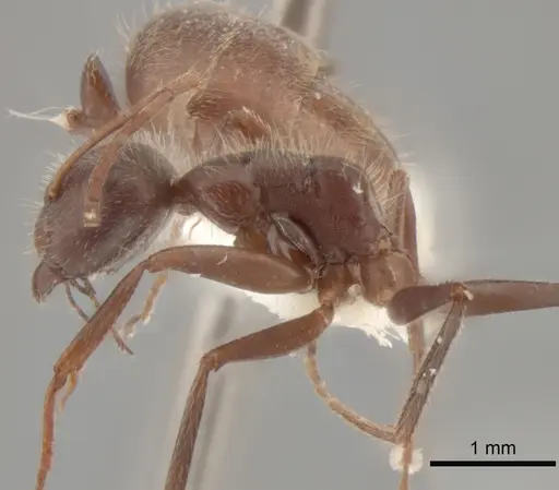 Camponotus formiciformis - CASENT0882307