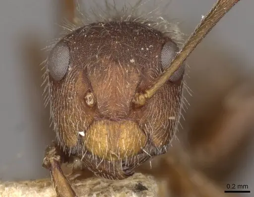 Camponotus formiciformis - CASENT0910699