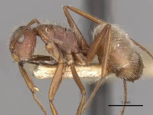 Camponotus formiciformis - CASENT0910699