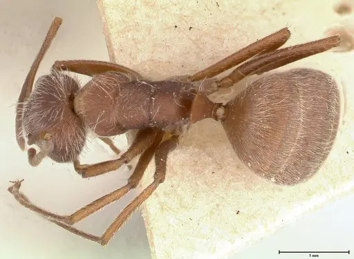 Camponotus formiciformis - FOCOL0558