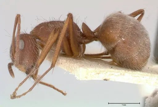 Camponotus formiciformis - FOCOL0558