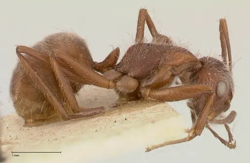 Camponotus formiciformis - FOCOL0558