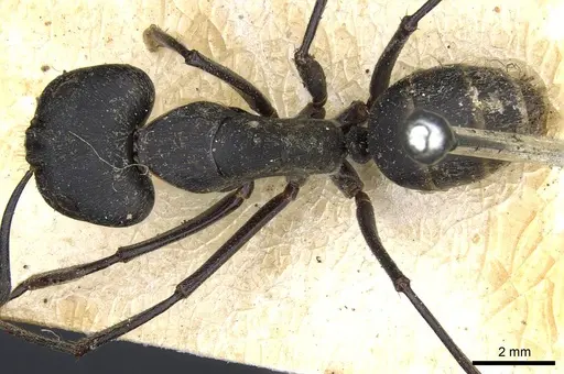Camponotus fornasinii specimen